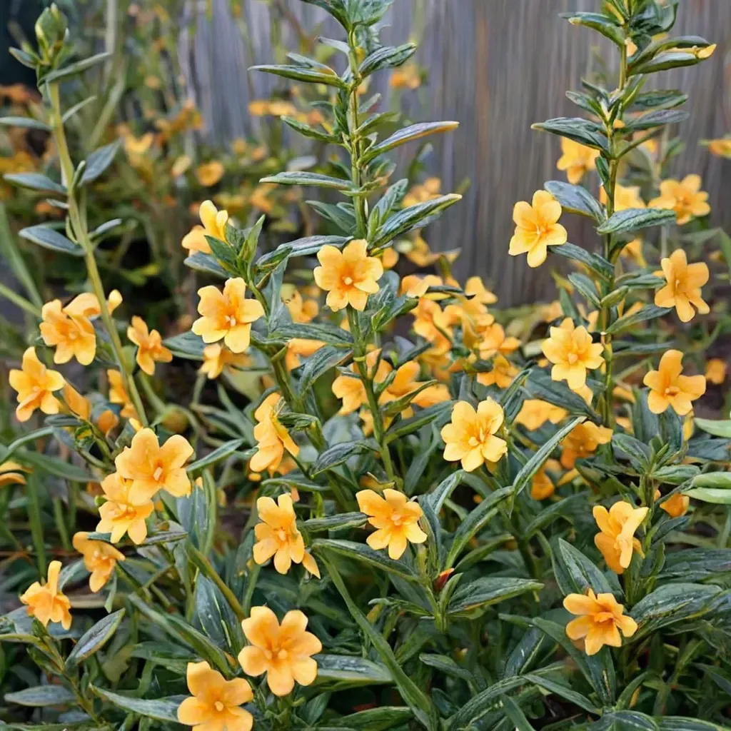 Point Molate Monkeyflower