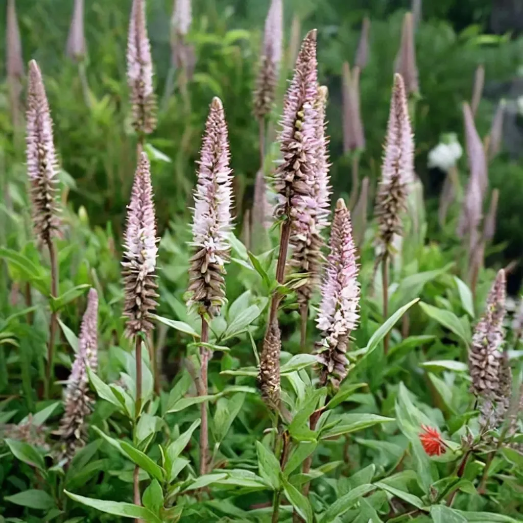 Pink Glow Culver's Root