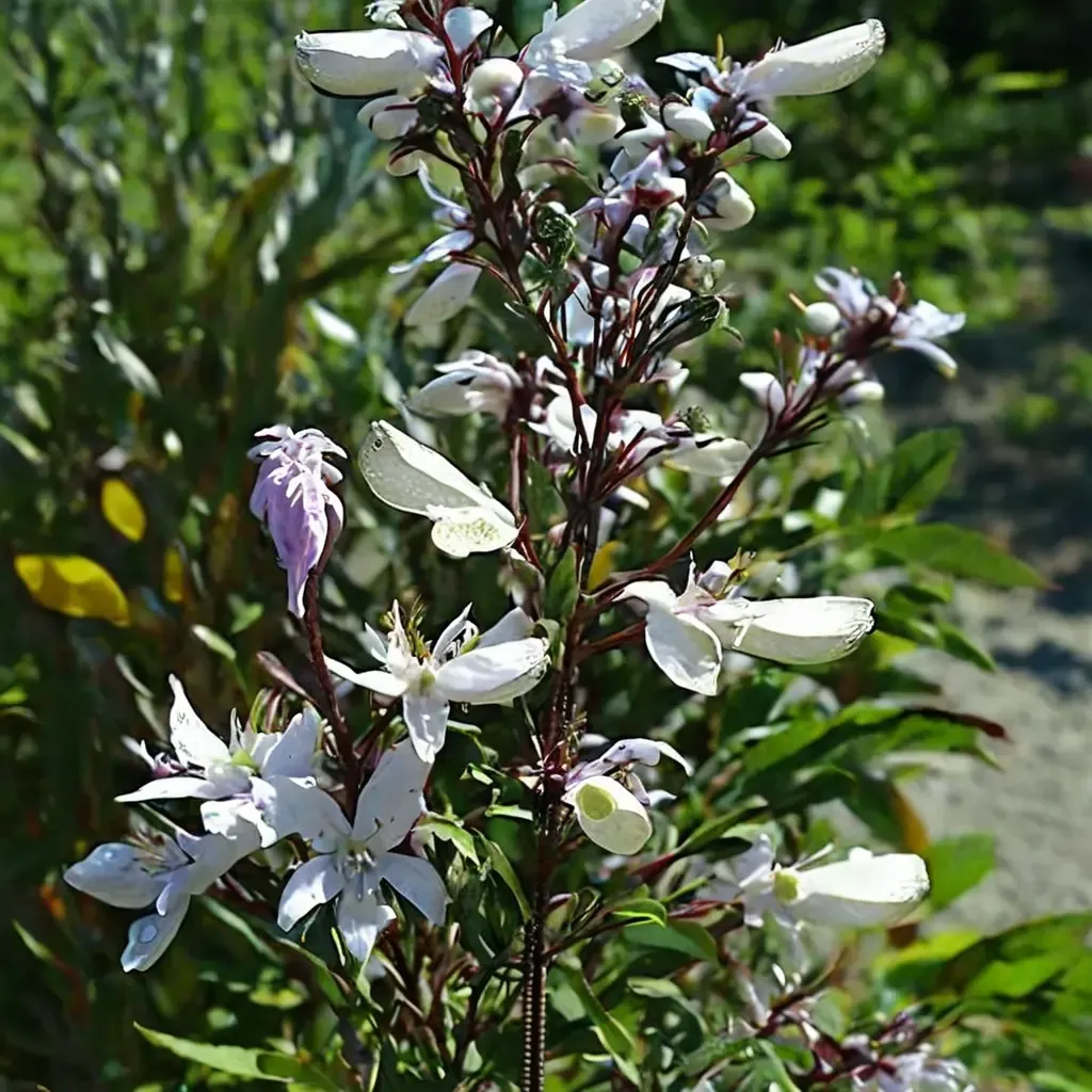 Aurora Foxglove Beardtongue