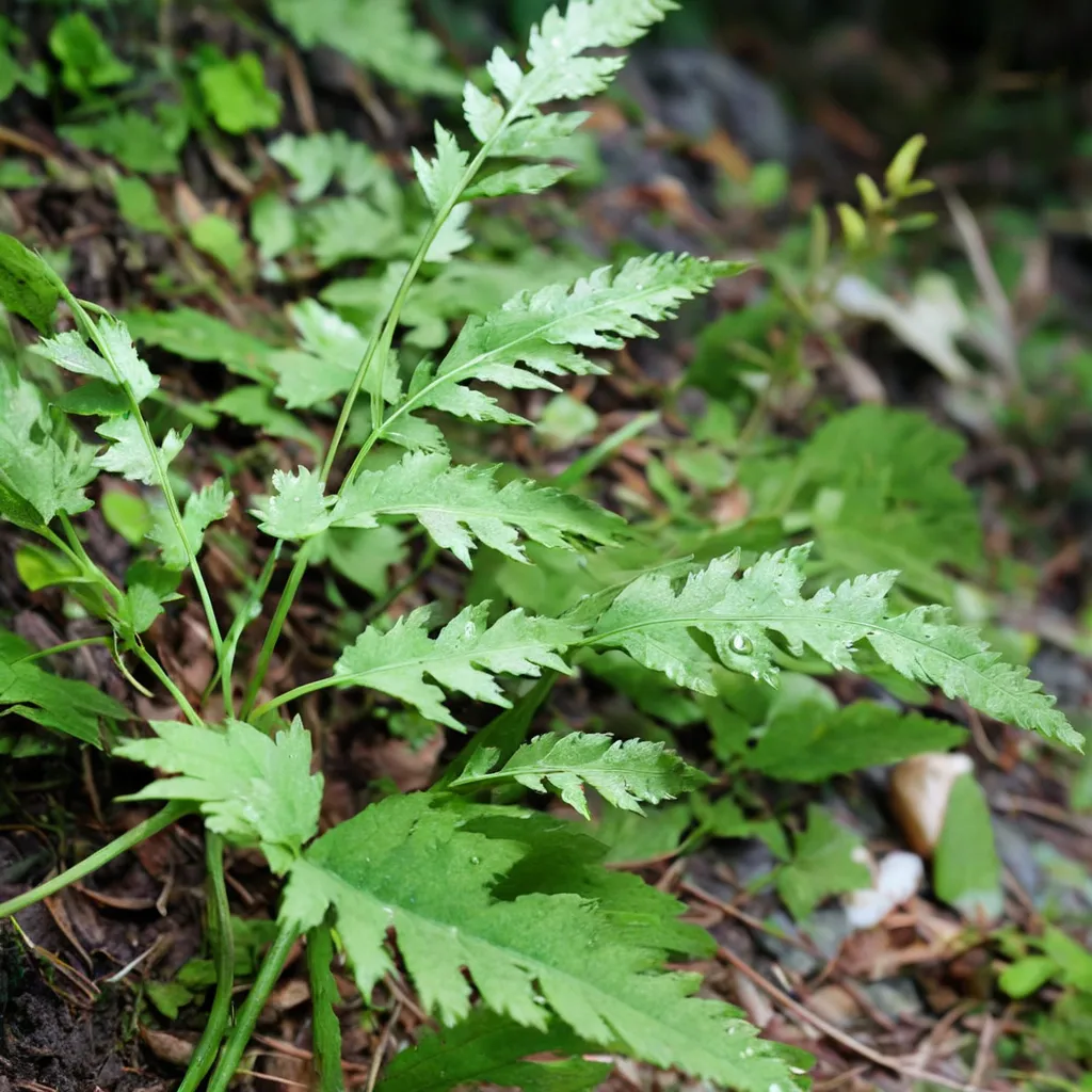 Wilford's Cup Fern