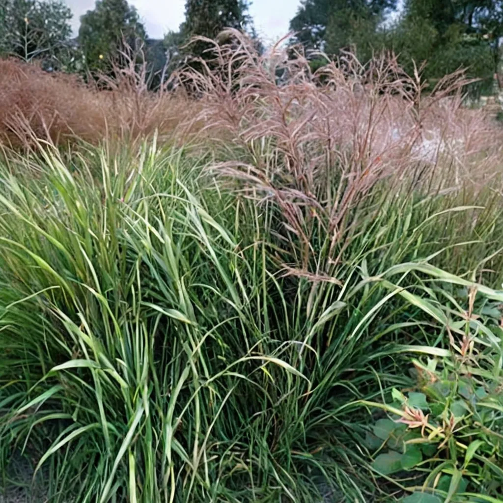 'Puenktchen' Maiden Grass