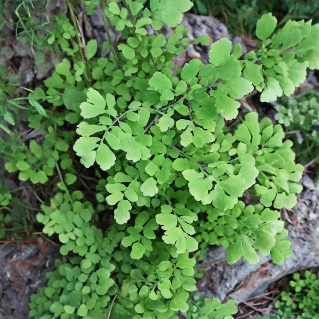 Southern Maidenhair Fern
