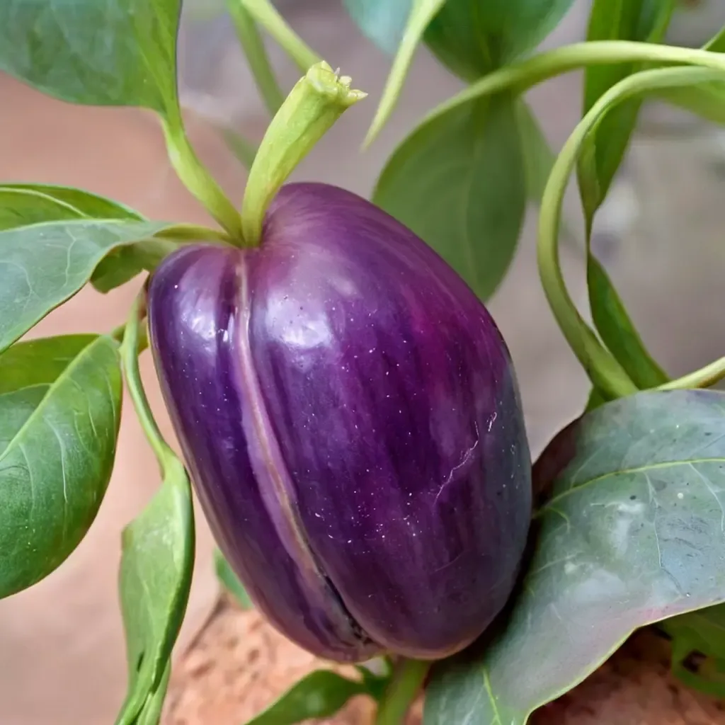 Purple Beauty Bell Pepper