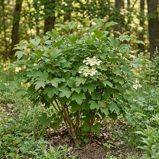 Alfredo Compact American Cranberrybush