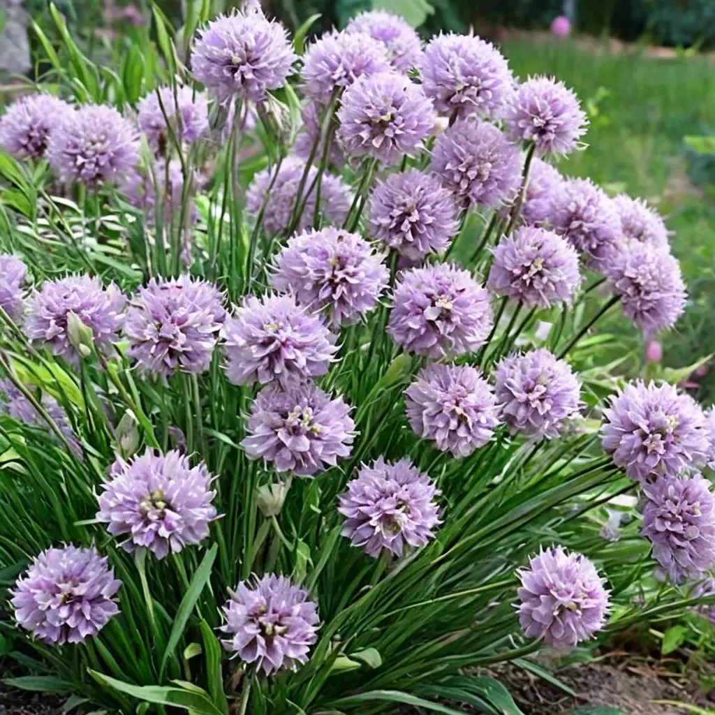 Pink Planet Allium