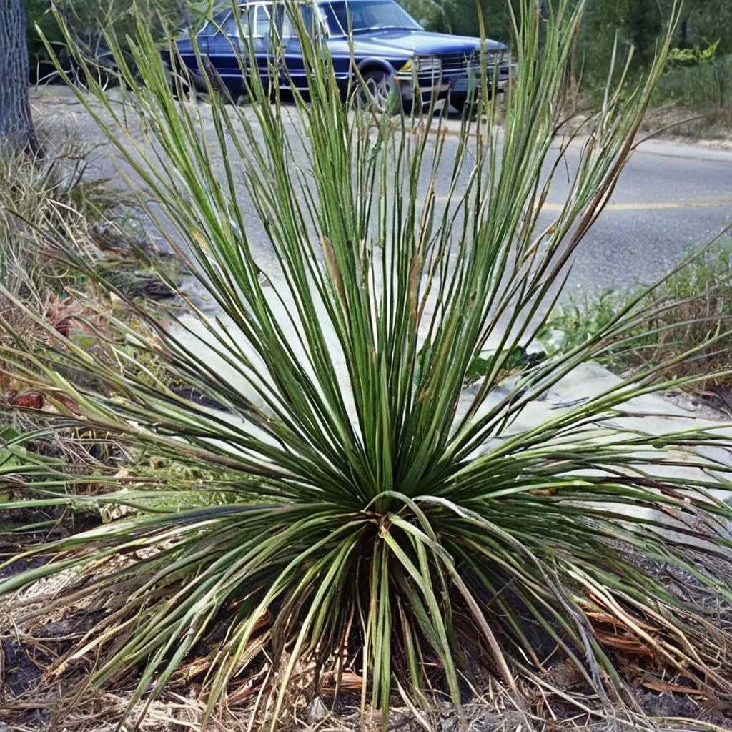Texas Sotol