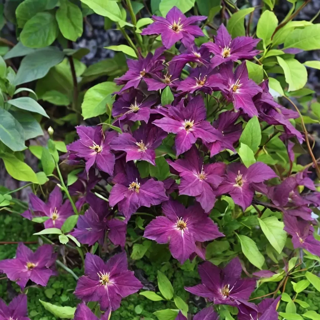 Grunwald Clematis