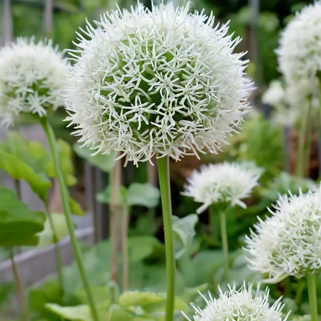 Mount Everest Onion