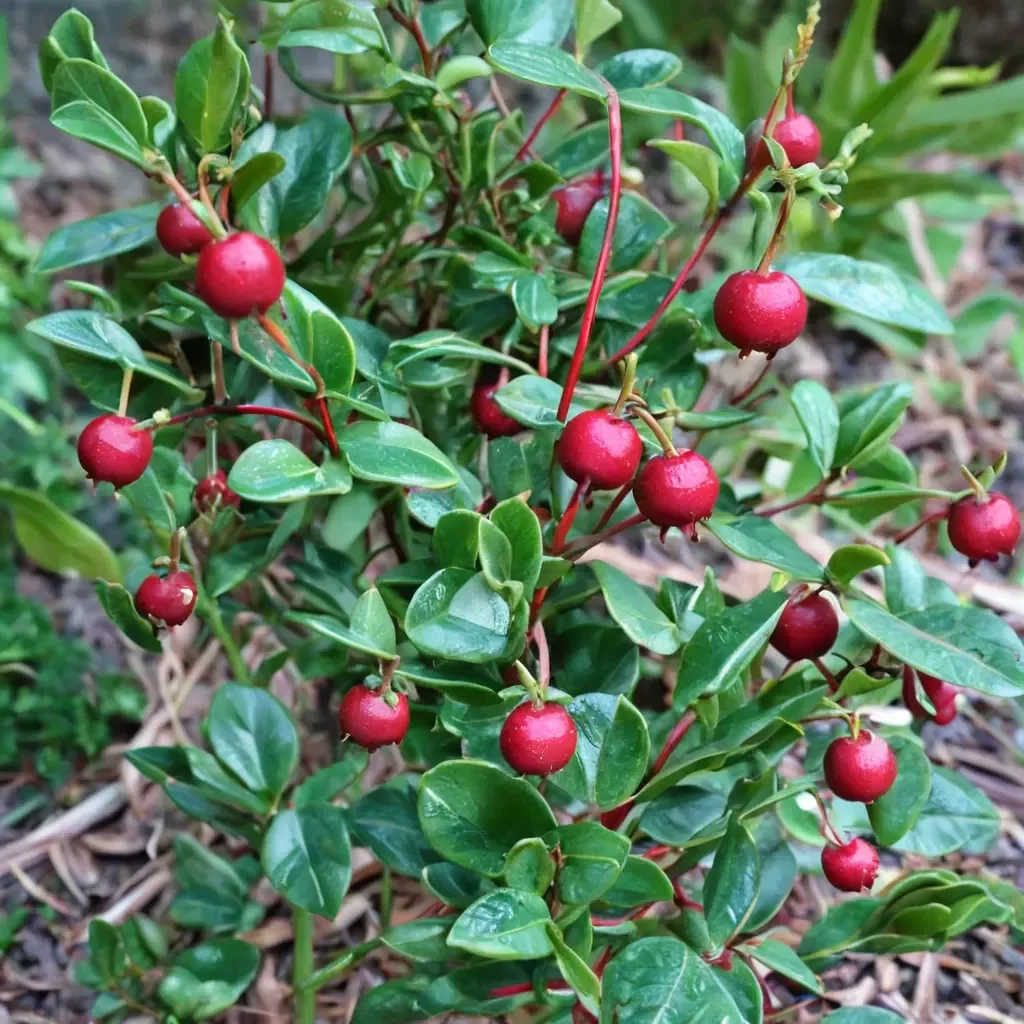 Chilean Guava
