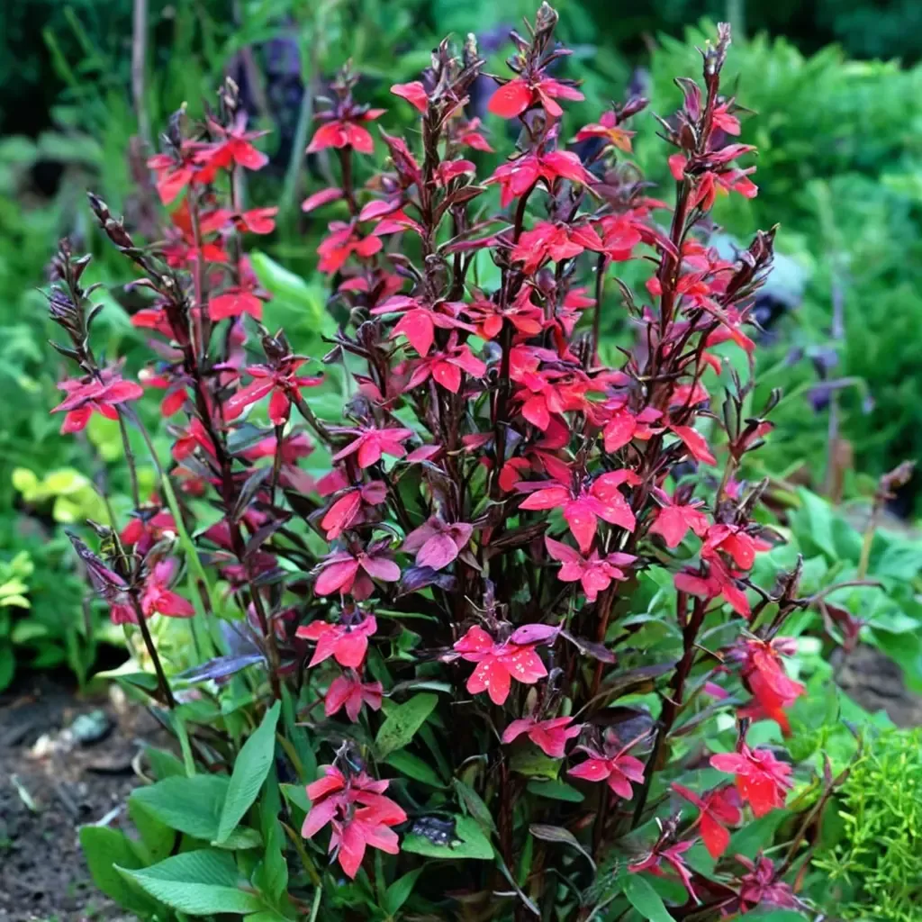 Lobelia