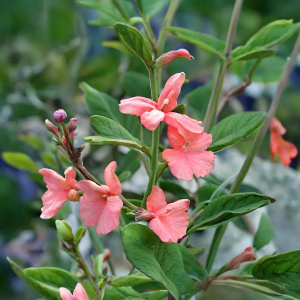 Peach La Encantada Salvia