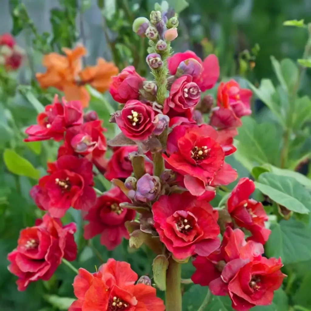 Double Azalea Red Snapdragon