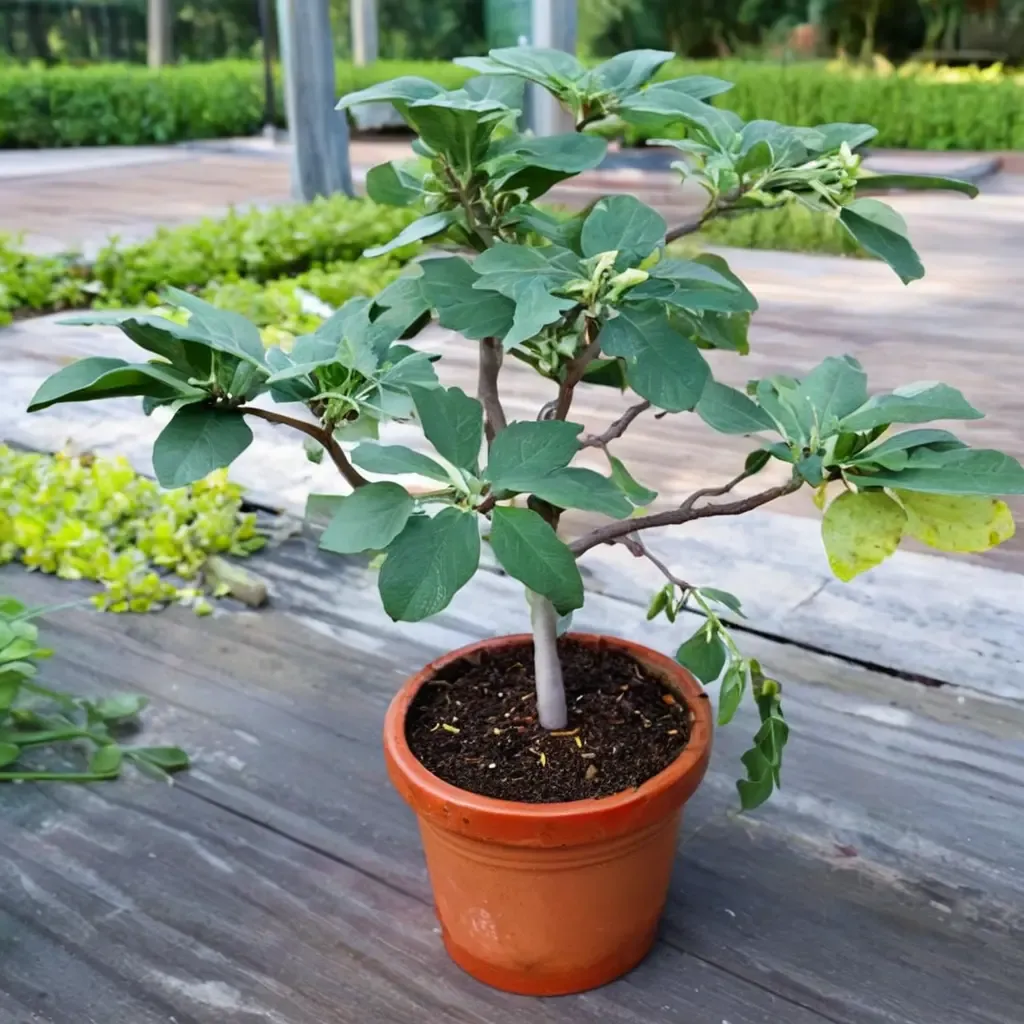 Fignomenal Fig
