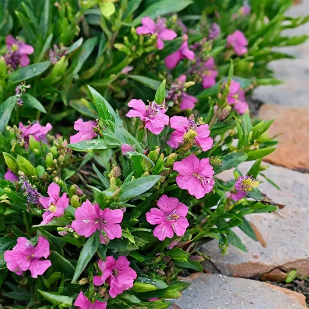 Diana False Heather