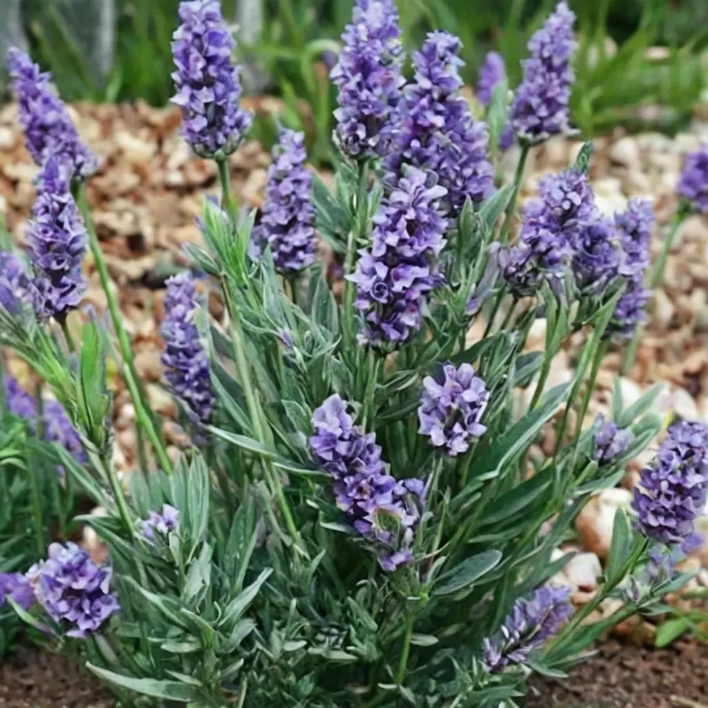 Lavenite Petite Lavender