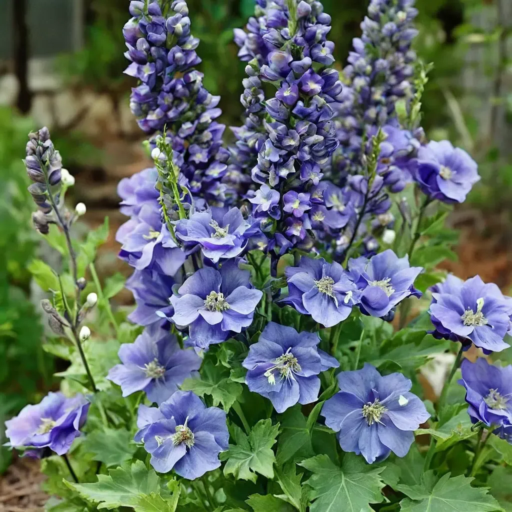 Tall Larkspur