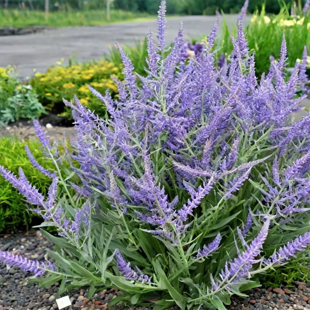 Crazy Blue Russian Sage