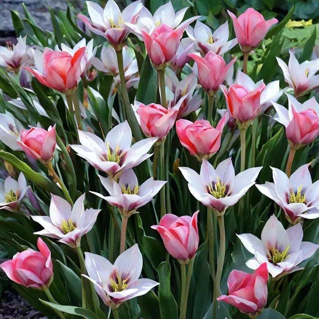 Darwin Hybrid Tulip