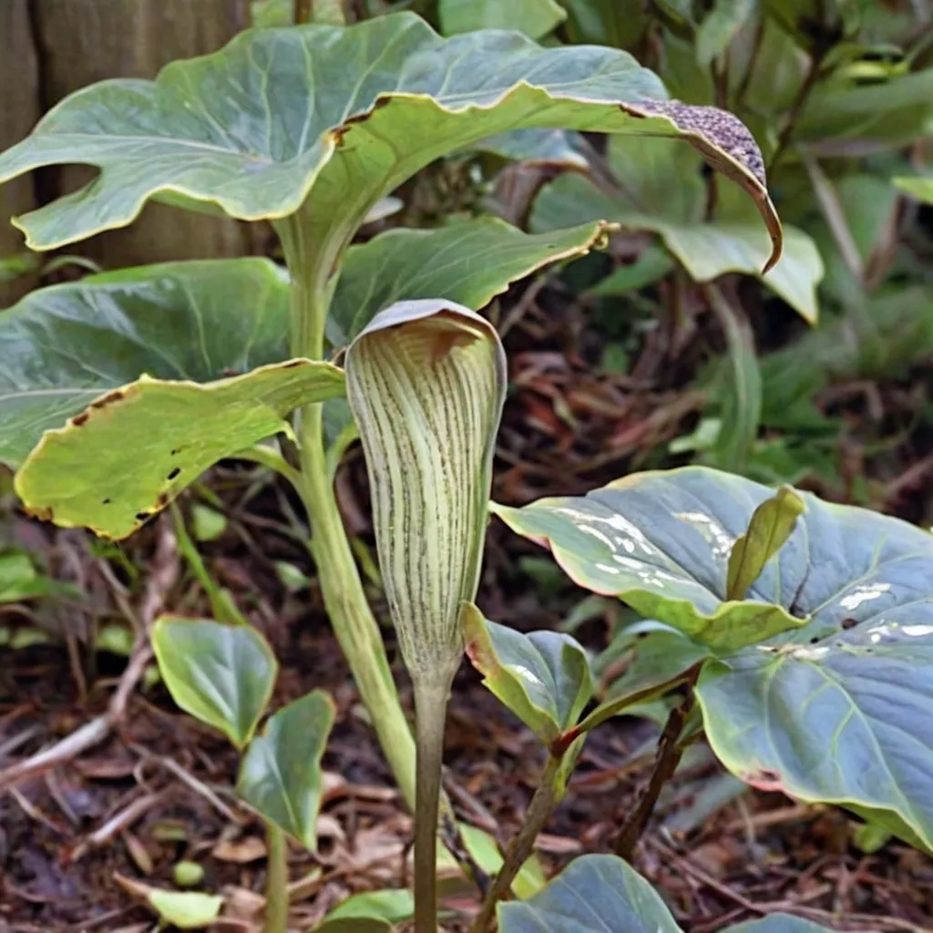 Chinese Cobra Lily