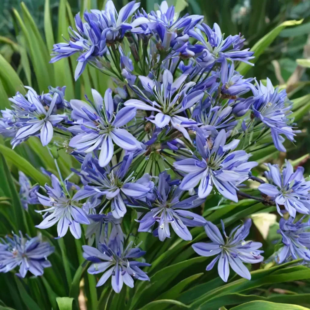 African Lily, Lily of the Nile