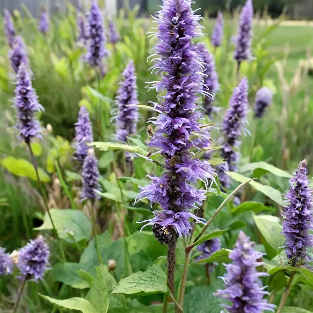 Violet Anise Hyssop