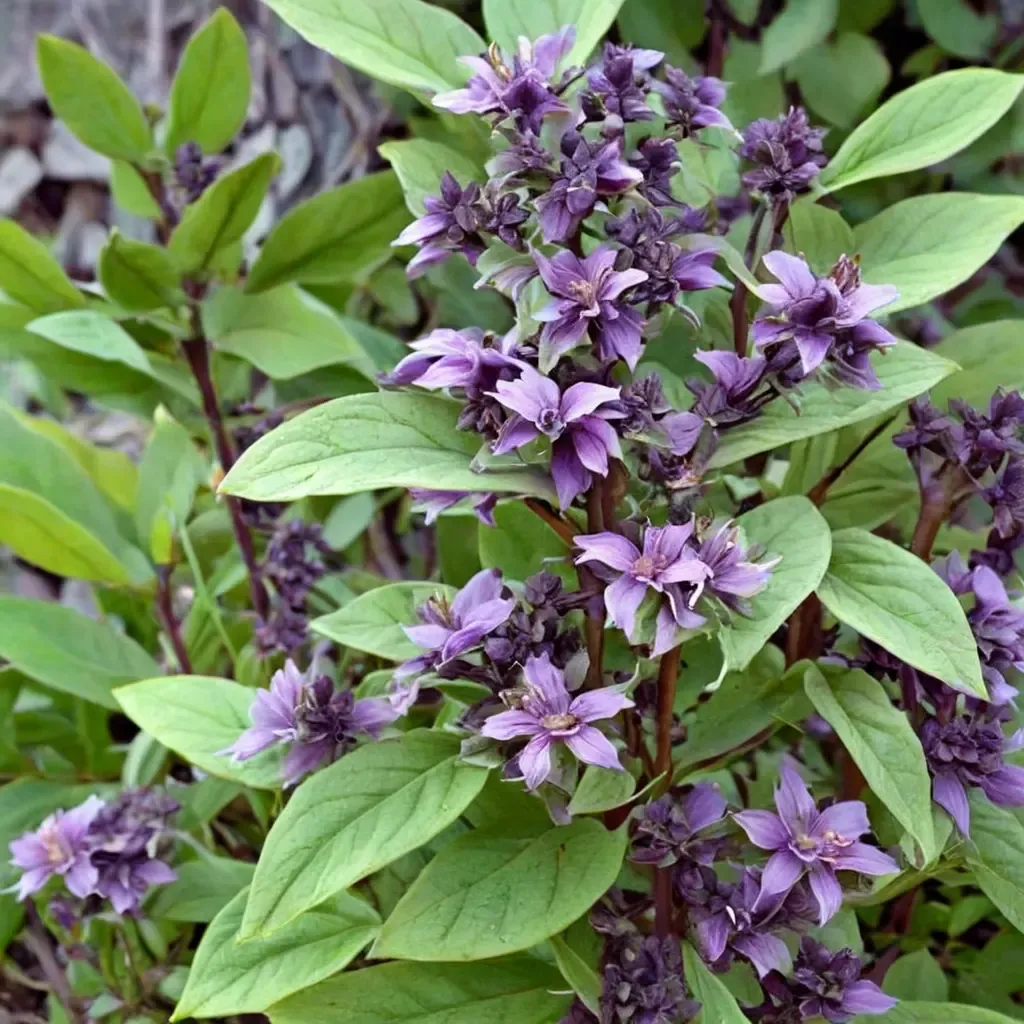 African Blue Basil