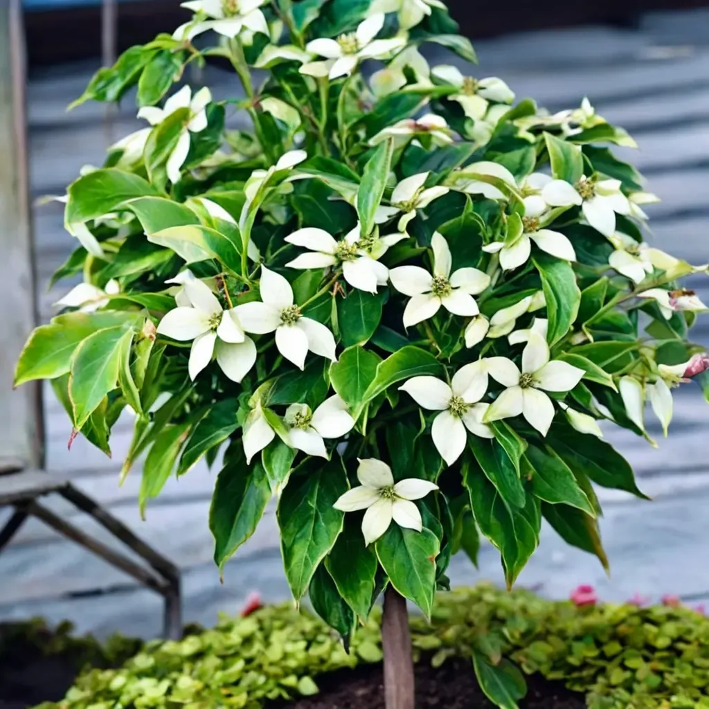 Little Poncho Dogwood