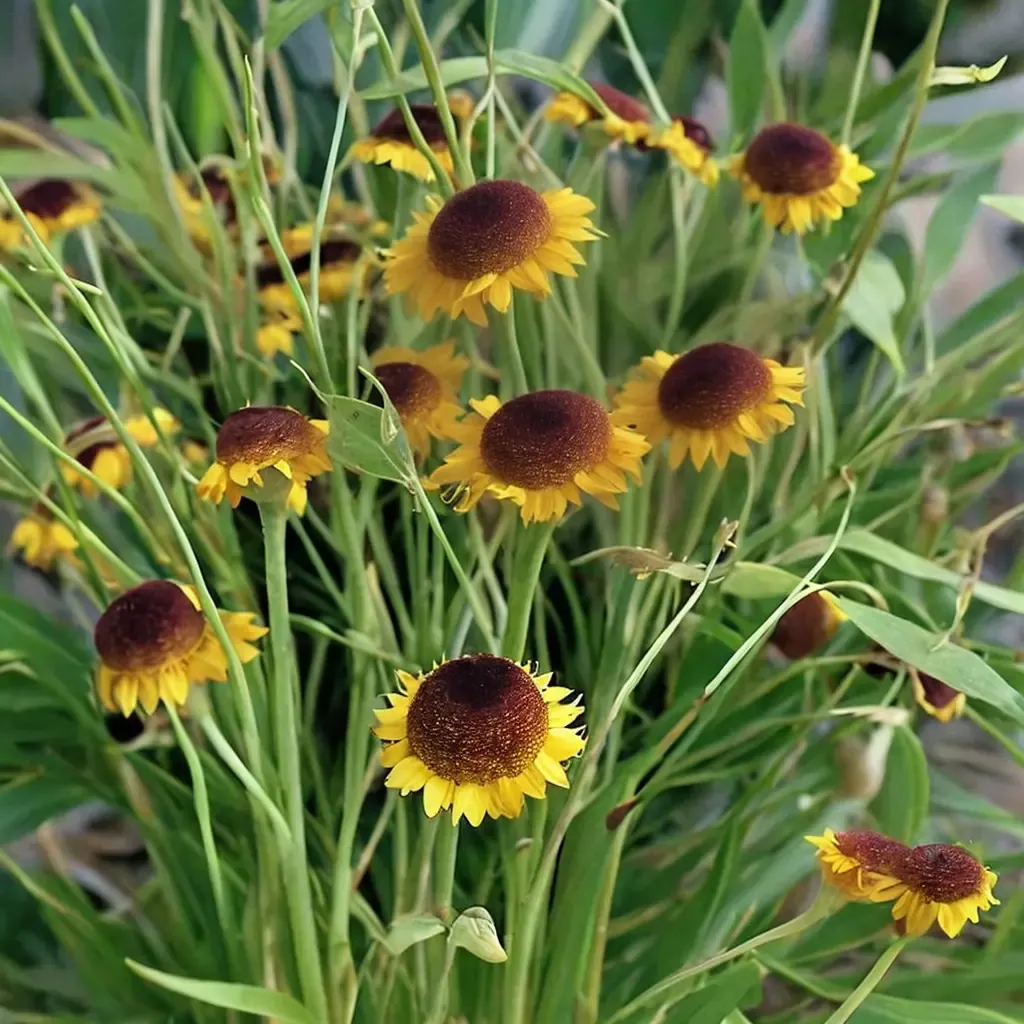 Rosilla Sneezeweed