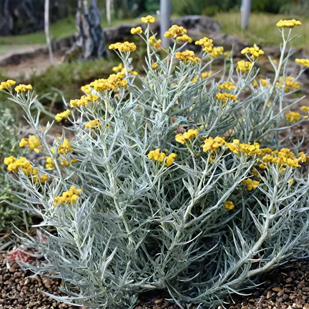 Curry Plant