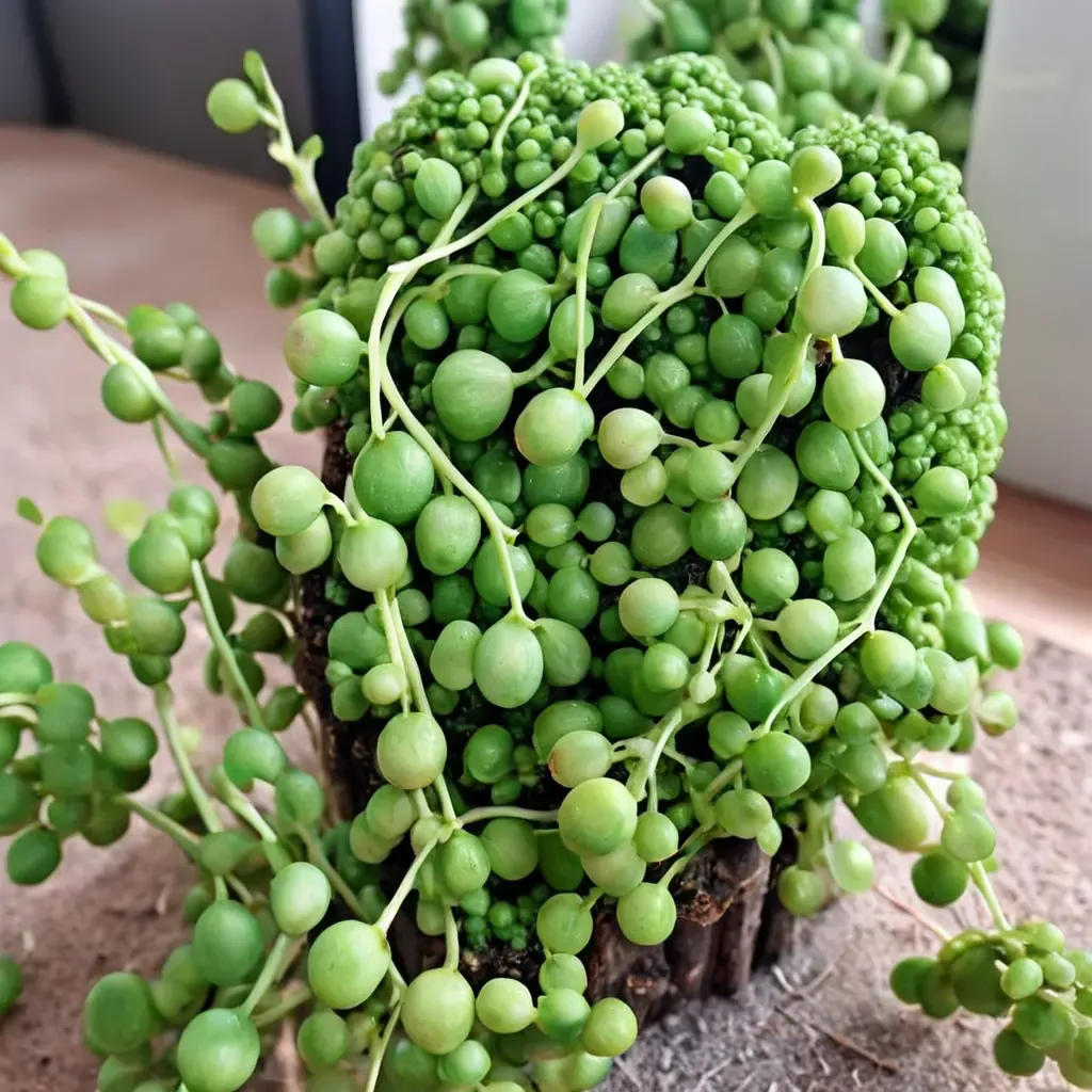 String of Pearls