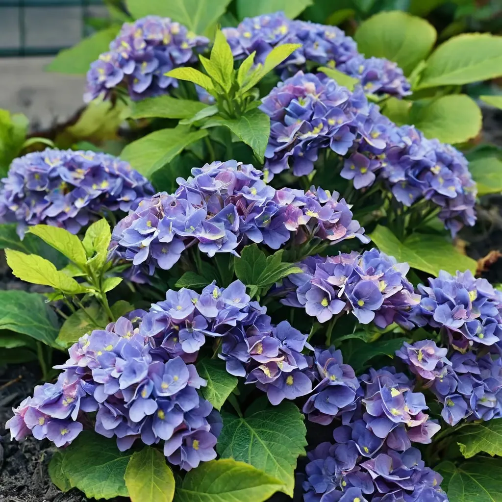 Let's Dance Rhythmic Blue Hydrangea