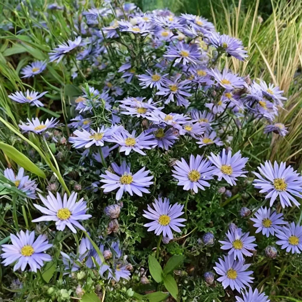 New York Aster Michaelmas Daisy