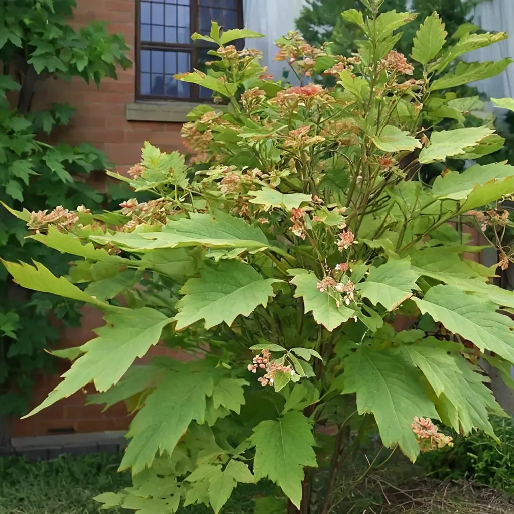 Vine Maple