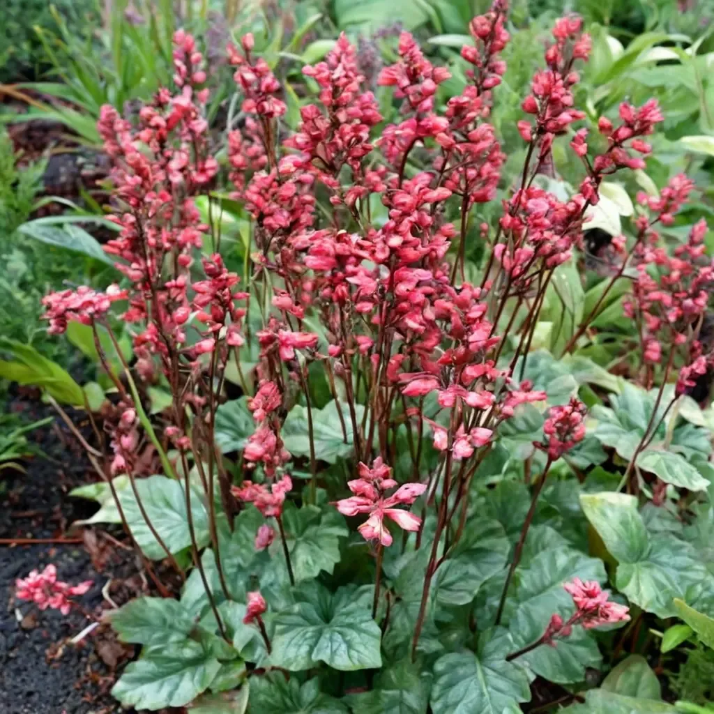 Paris Coral Bells