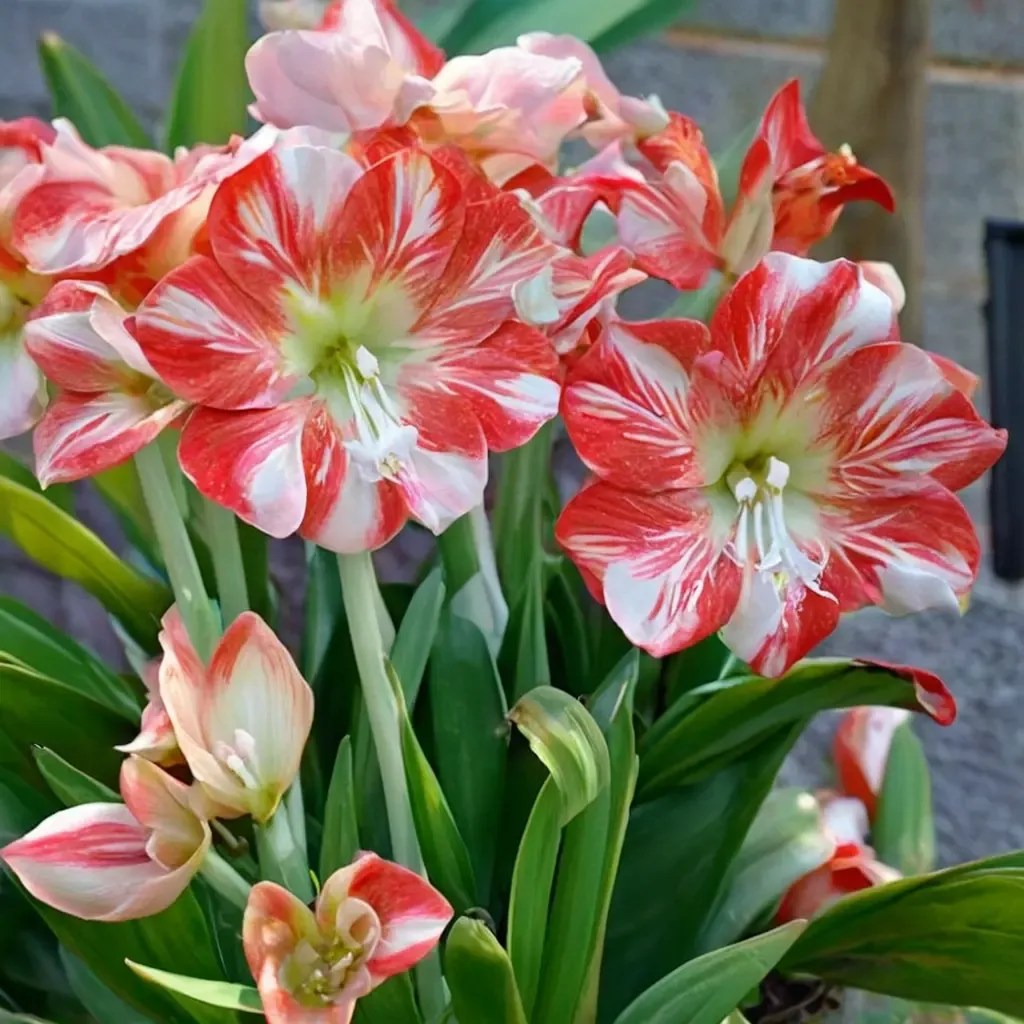 Mambo Amaryllis