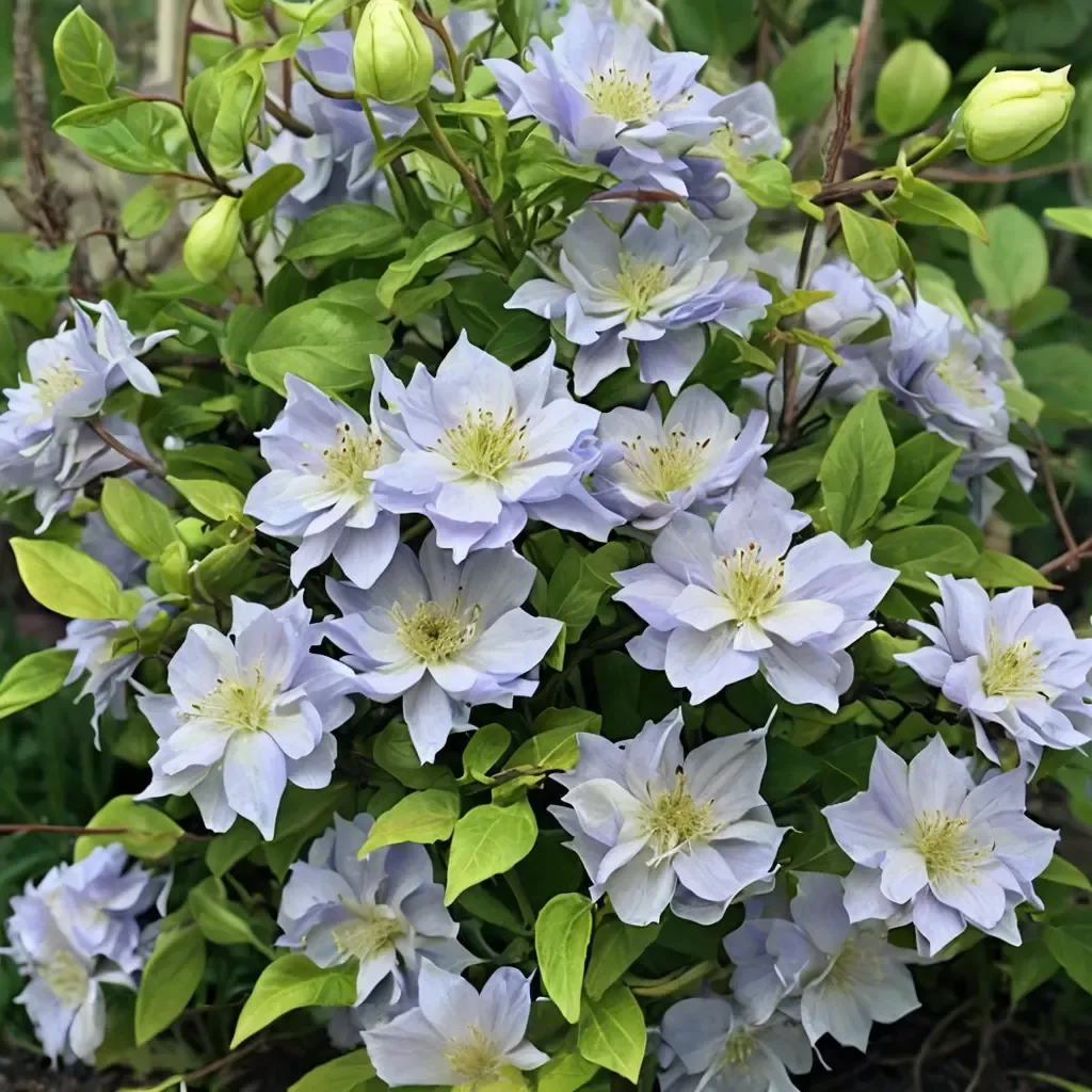 Diamond Ball Clematis