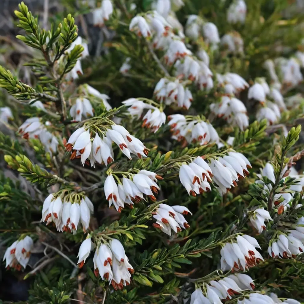 Springwood White Heather