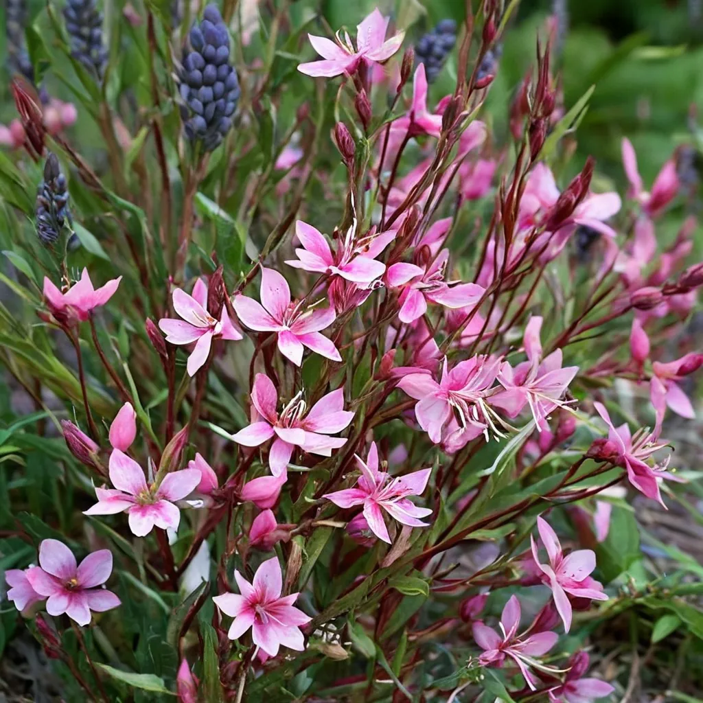 Pink Cloud Beeblossom