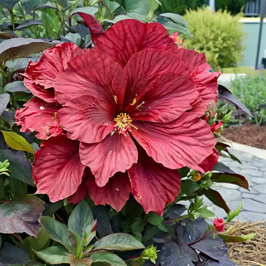 Holy Grail Swamp Hibiscus