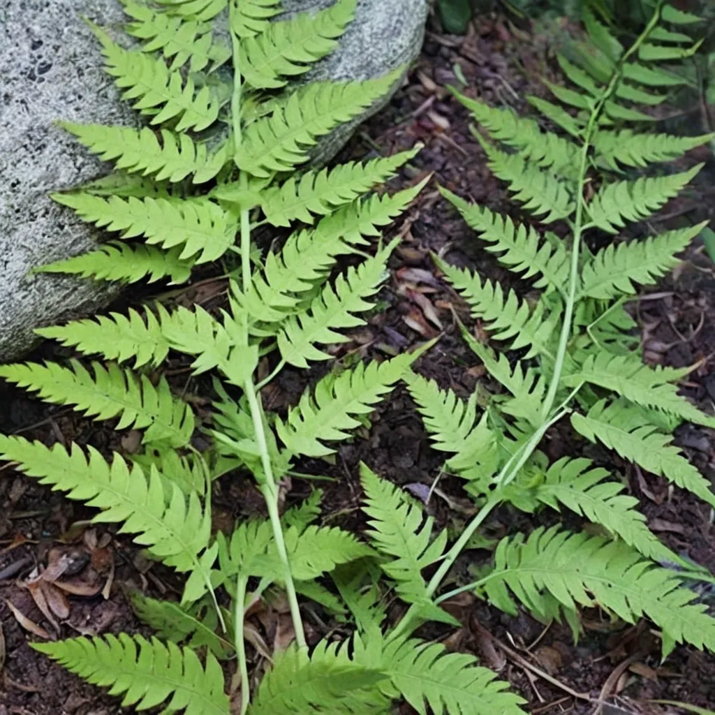 Marginal Wood Fern