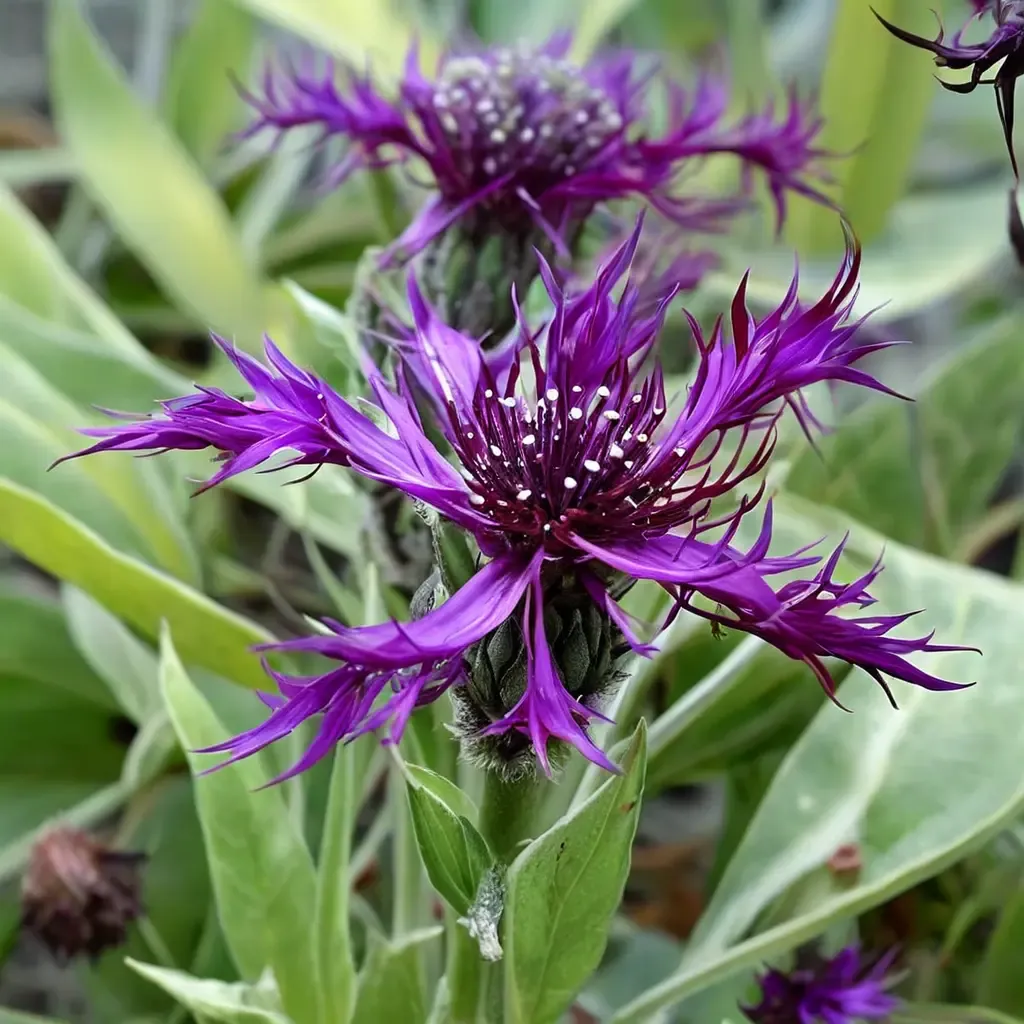 Amethyst Dream Cornflower
