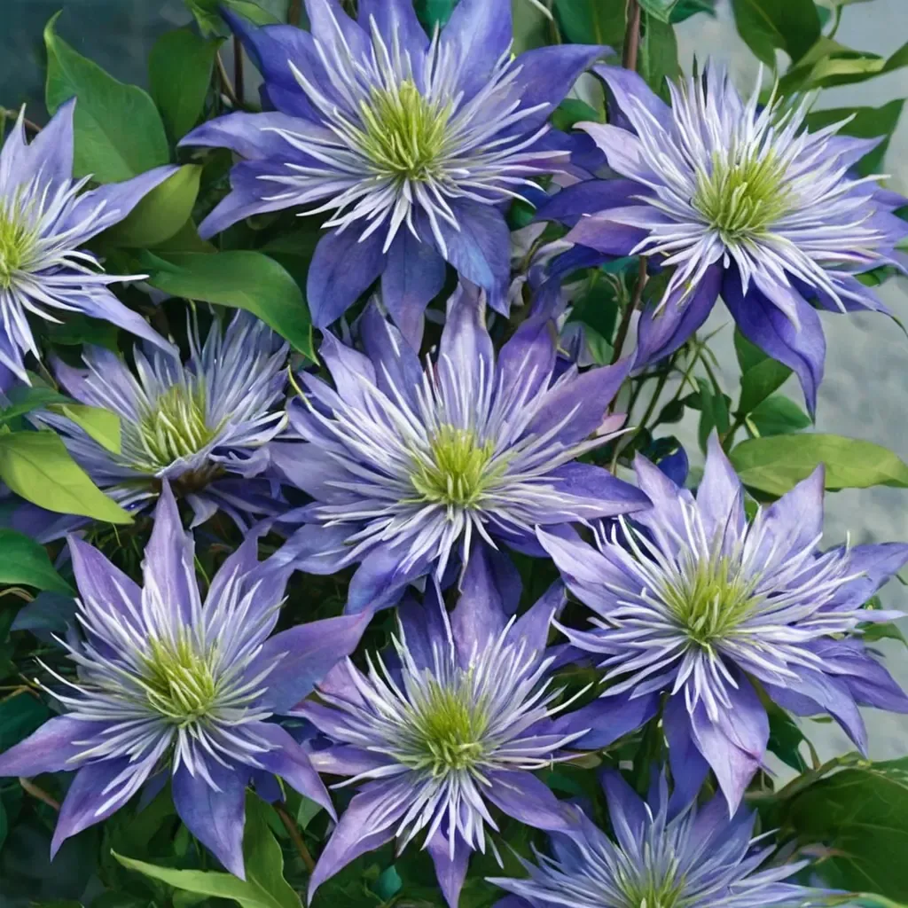 Crystal Fountain Clematis