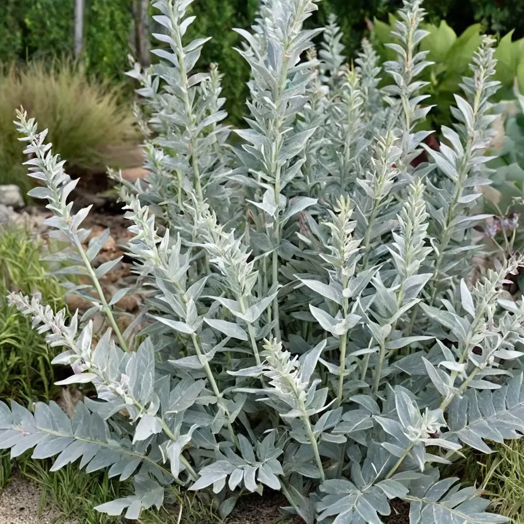 White Sage
