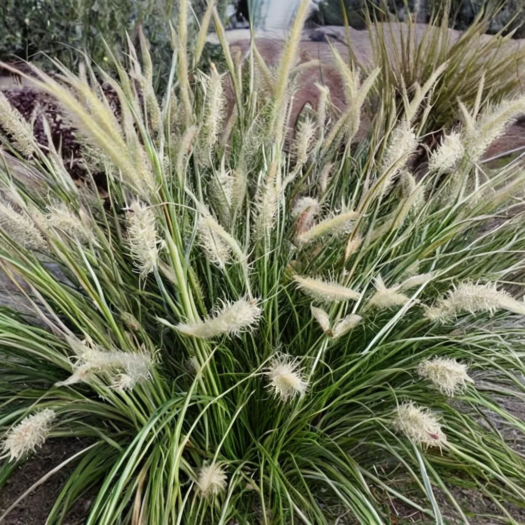 Fountain Grass
