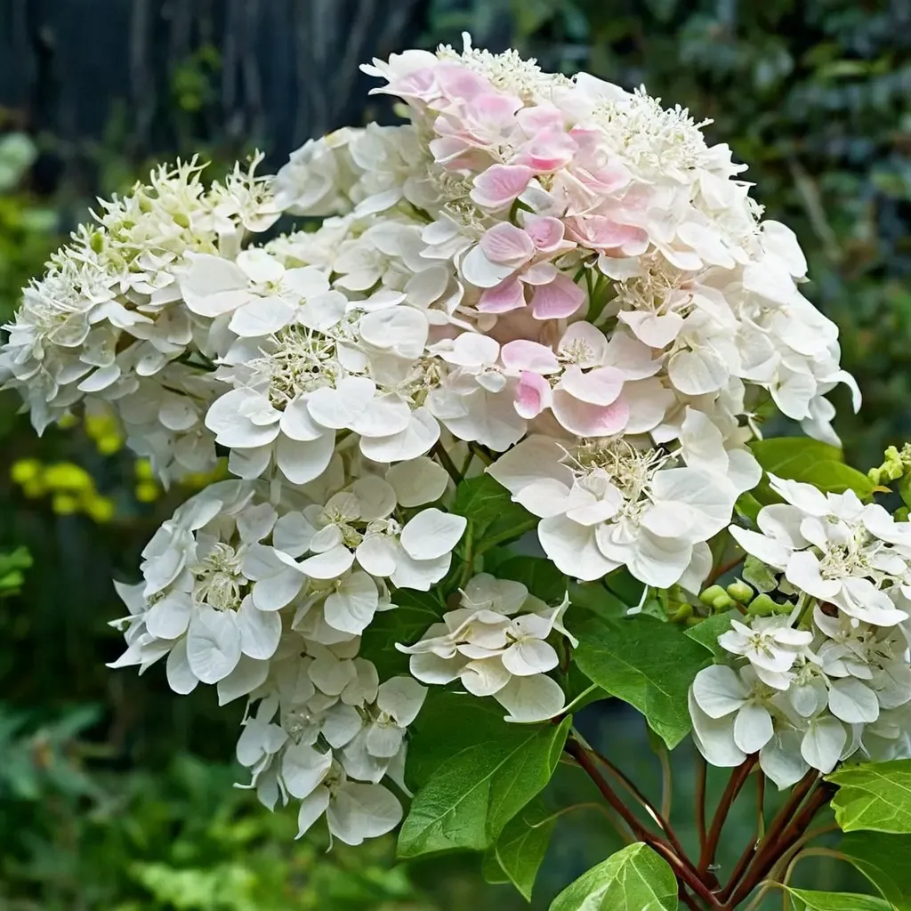 Phantom Hydrangea