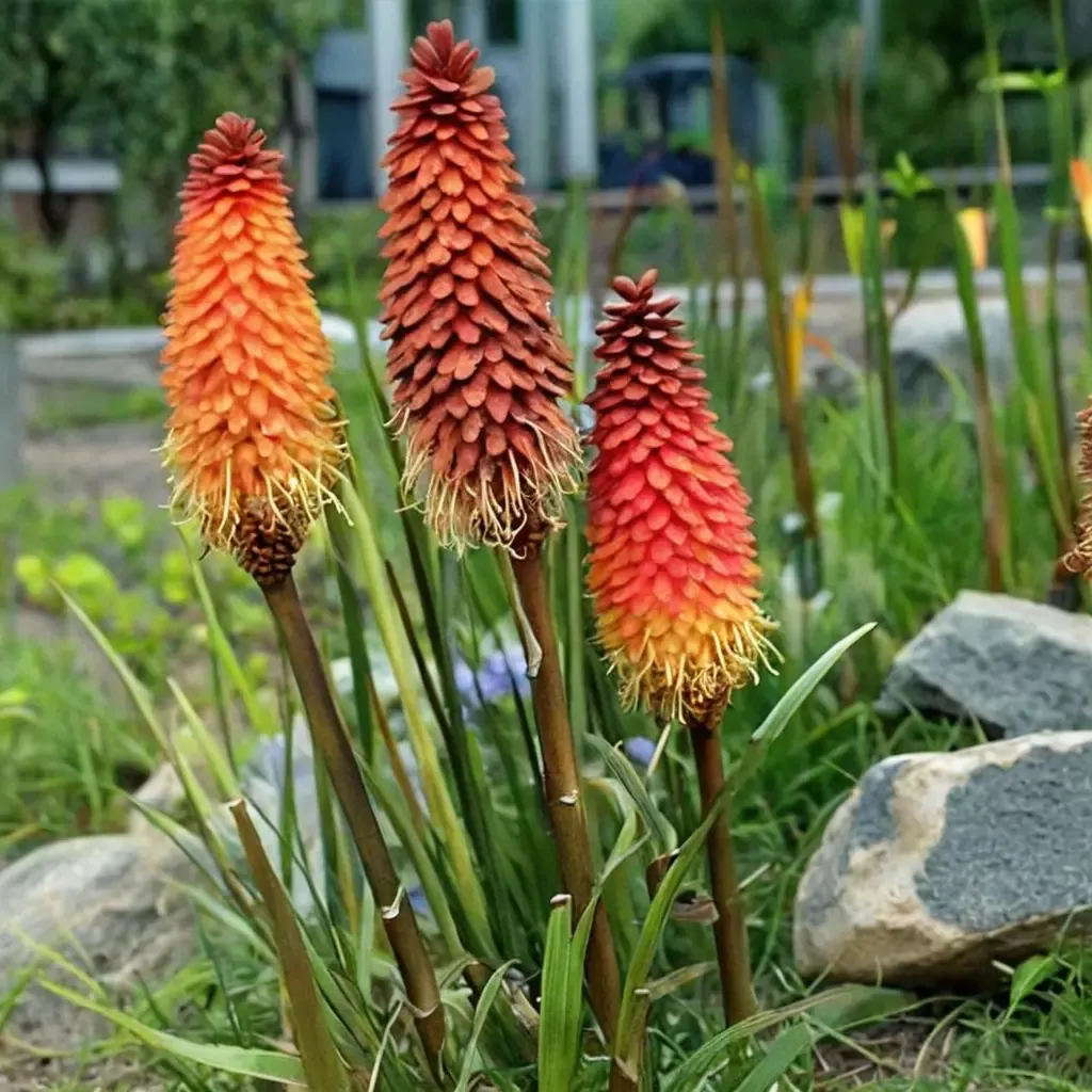 Alcazar Red Hot Poker