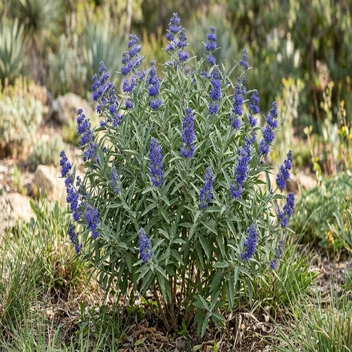 Sapphire Surf Bluebeard