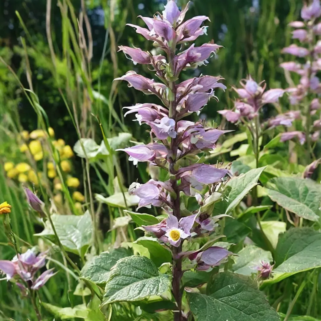 Clary Sage