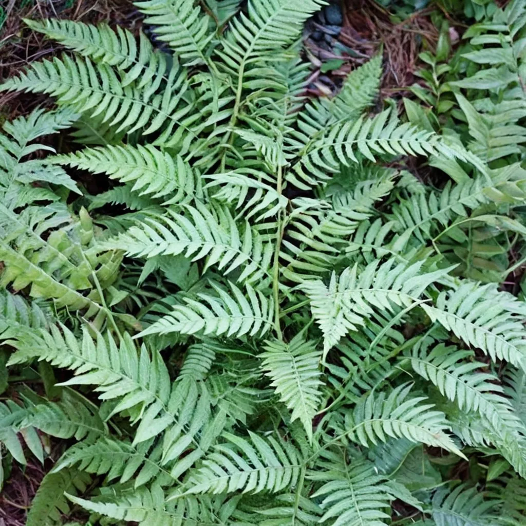 Kinkiensis Fern Green Hans