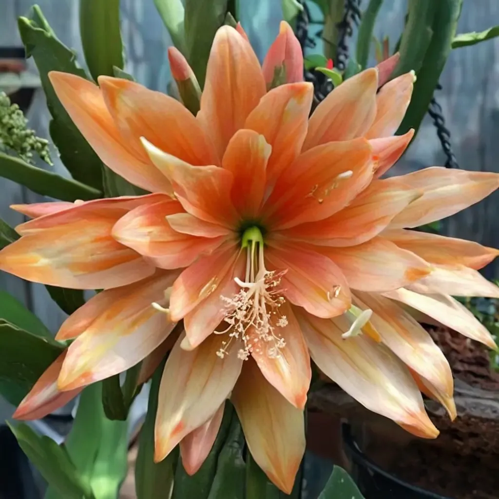 King Midas Orchid Cactus